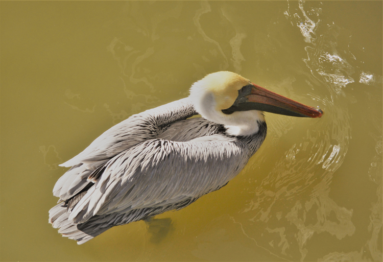 pelican